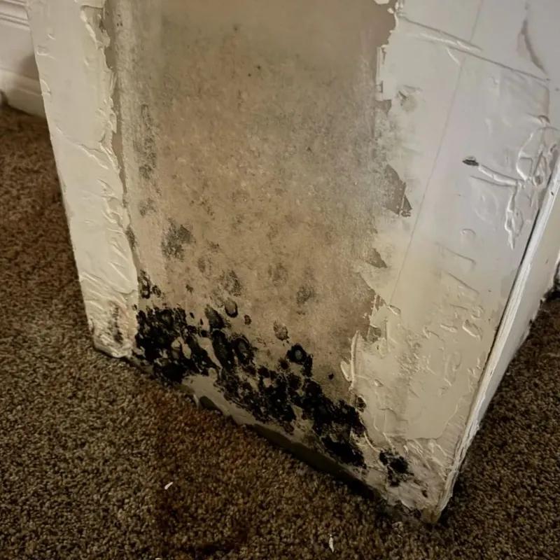 Professional Mold Removal in Fort Worth, TX